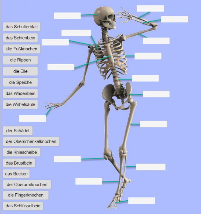 Skelett Mensch Arbeitsblatt
 Das menschliche Skelett – Lernen im Netz